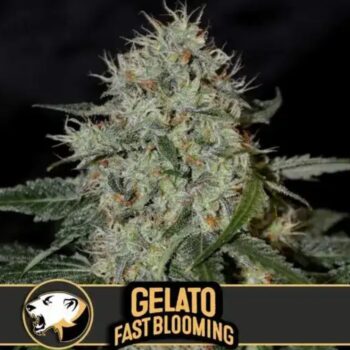 Blimburn Seeds Cannabis Seeds Gelato Fast Blooming Feminized